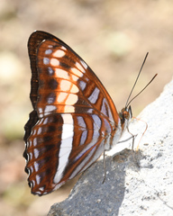 Adelpha sichaeus
