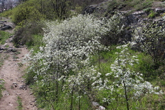 Prunus spinosa dasyphylla