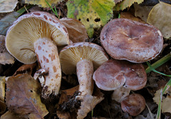 Lactarius hysginus