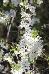 Prunus spinosa dasyphylla