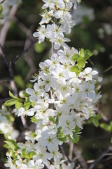 Prunus spinosa dasyphylla