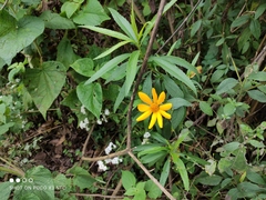 Ranunculus petiolaris