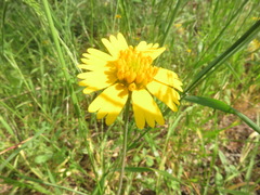 Amblyolepis setigera