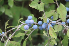 Prunus spinosa dasyphylla