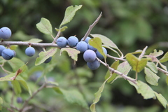 Prunus spinosa dasyphylla