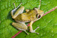 Pristimantis permixtus