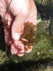 Dictyopteris undulata