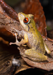 Pristimantis permixtus