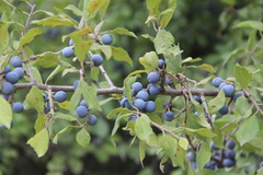 Prunus spinosa dasyphylla