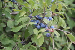 Prunus spinosa dasyphylla