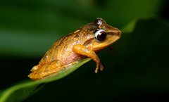 Pristimantis permixtus