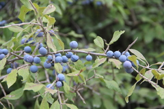 Prunus spinosa dasyphylla