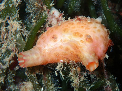 Pyura microcosmus