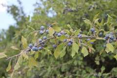 Prunus spinosa dasyphylla
