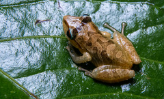 Pristimantis permixtus