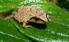 Pristimantis thectopternus