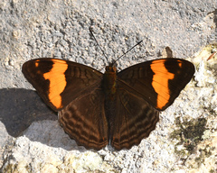 Adelpha zina irma