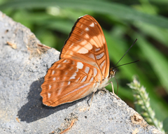 Adelpha zina irma