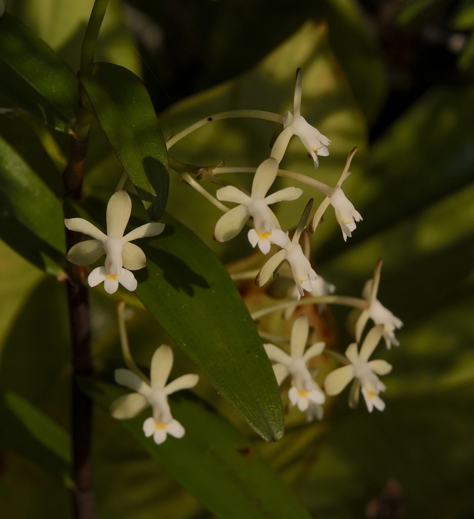 Epidendrum intermixtum