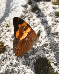 Adelpha zina irma