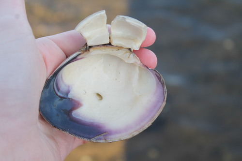 Northern Quahog