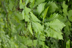 Quercus crispula