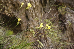 Bobartia gladiata
