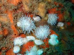 Actinothoe sphyrodeta