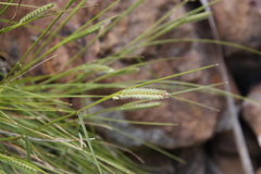 Tribolium brachystachyum