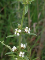 Lippia turbinata