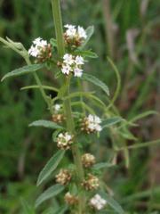 Lippia turbinata