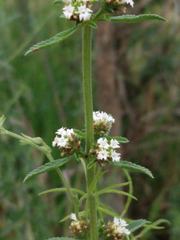 Lippia turbinata