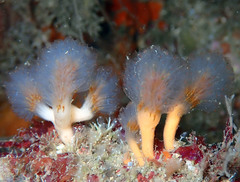 Aplidium punctum
