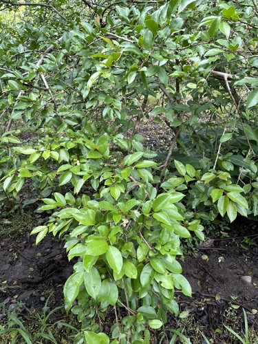 Psidium friedrichsthalianum - Whole tree