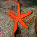 Mediterranean Red Sea Star - Photo (c) Sylvain Le Bris, some rights reserved (CC BY-NC), uploaded by Sylvain Le Bris