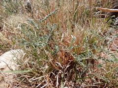 Sophora nuttalliana