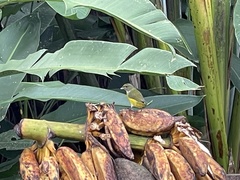 Euphonia hirundinacea