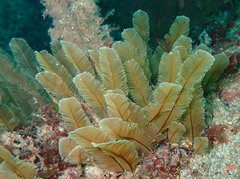 Gymnangium montagui