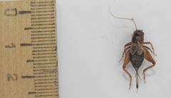 Modicogryllus frontalis