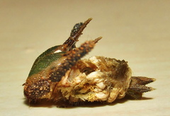 Charaxes wakefieldi
