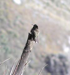 Oreotrochilus estella