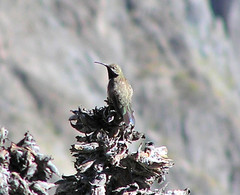 Oreotrochilus estella