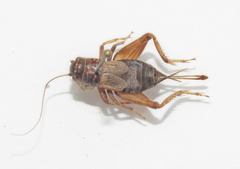 Modicogryllus frontalis