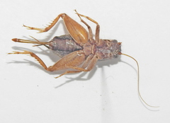 Modicogryllus frontalis