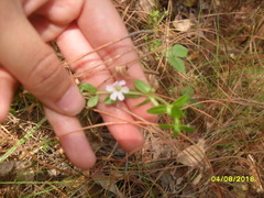 Moehringia