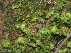 Scapania irrigua