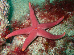 Henricia oculata