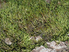 Pterigynandrum filiforme