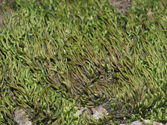 Pterigynandrum filiforme