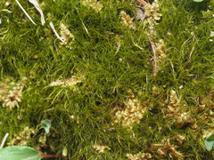 Flexitrichum flexicaule